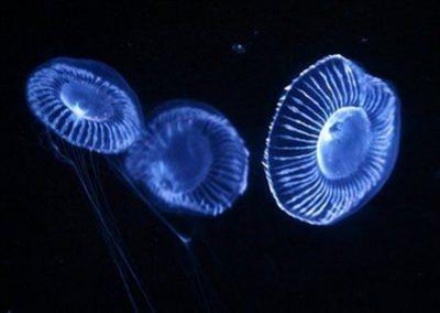 оɹCrystal jellyfish ˮˮĸ