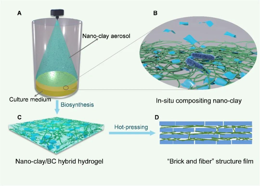 4.细胞膜的分子生物学-物质的跨膜运输_word文档在线阅读与下载_免费文档