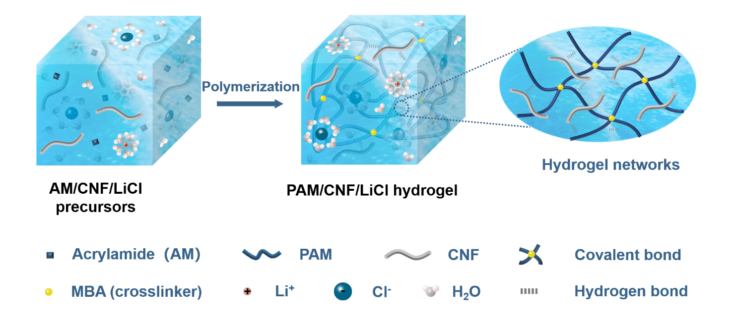 pam/cnf/licl水凝胶的制备示意图